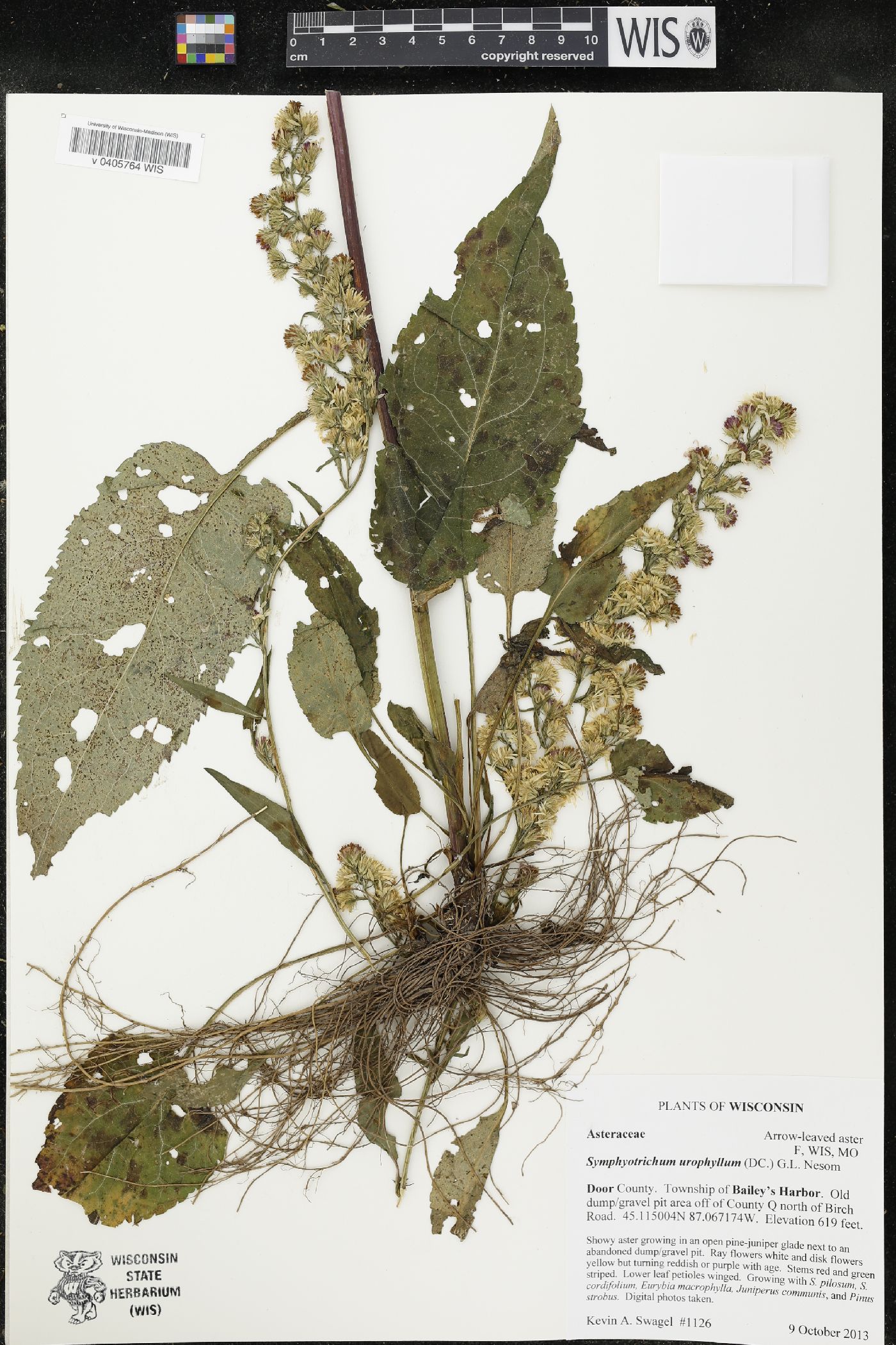 Symphyotrichum urophyllum image