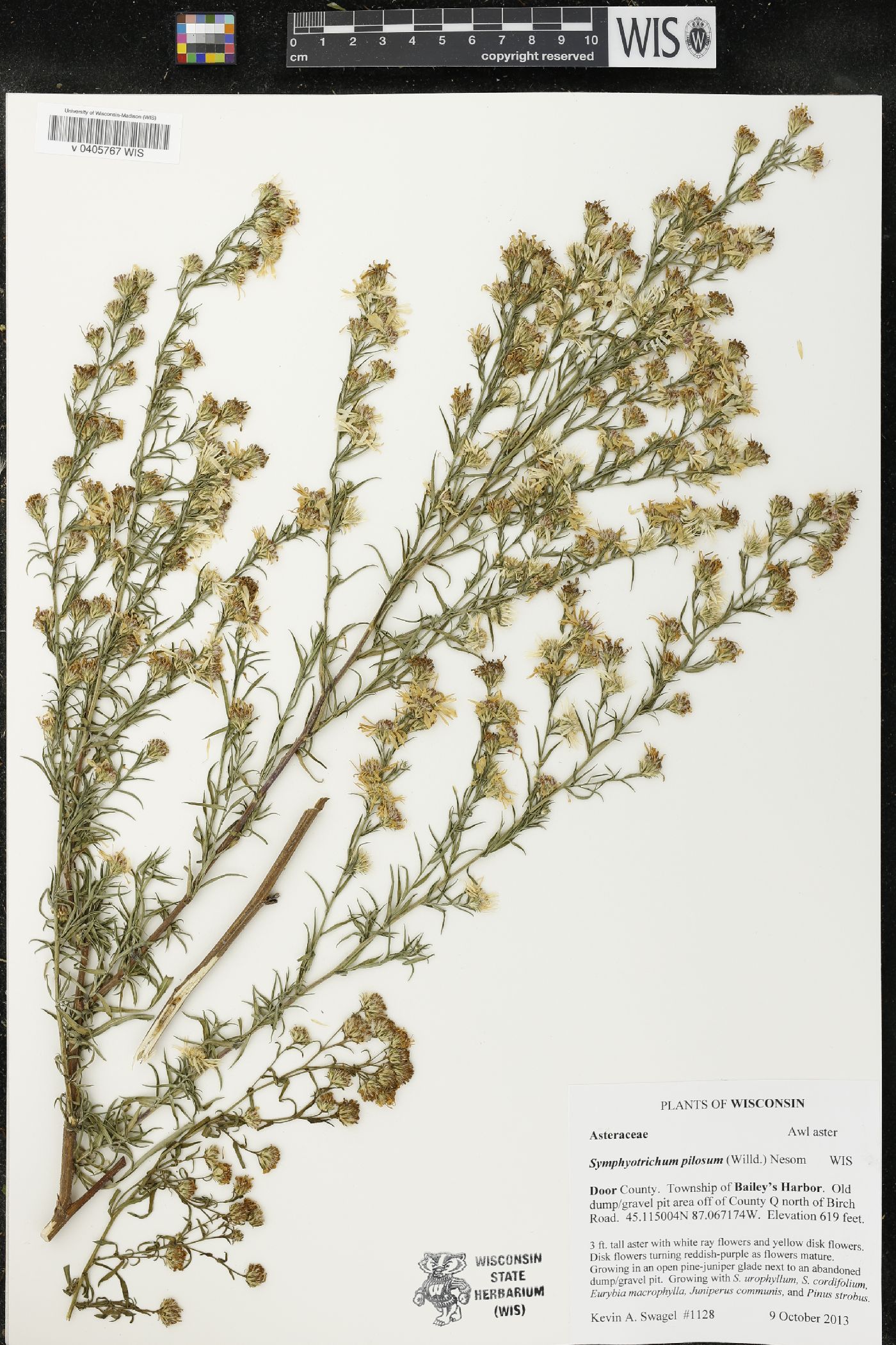 Symphyotrichum pilosum image