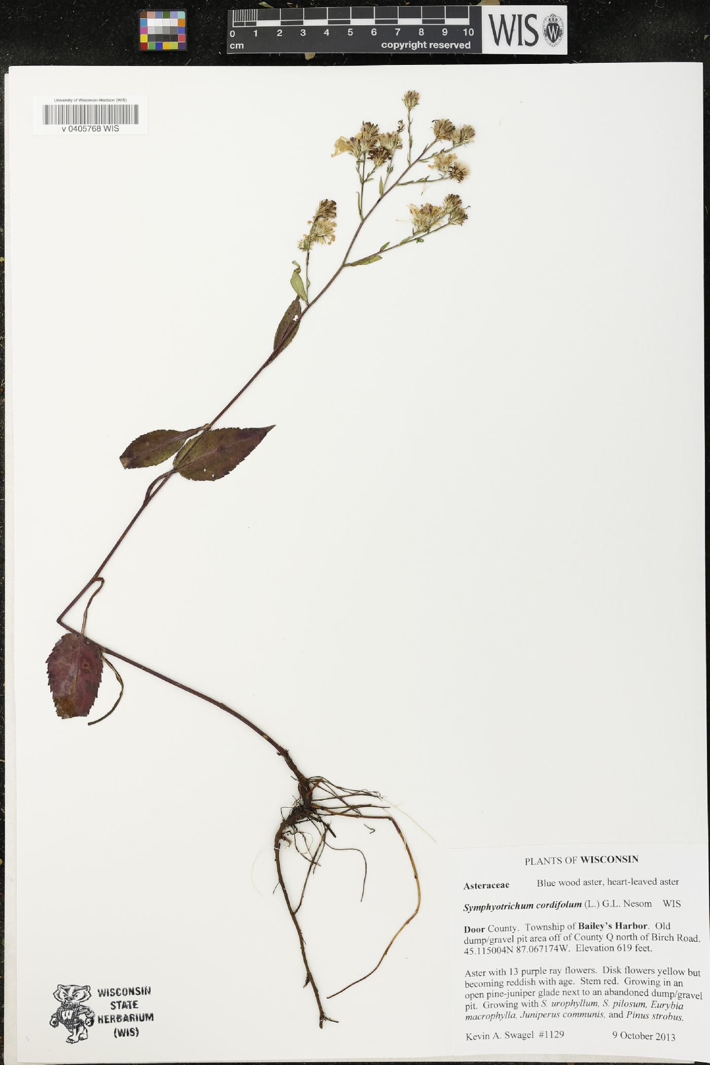 Symphyotrichum cordifolium image