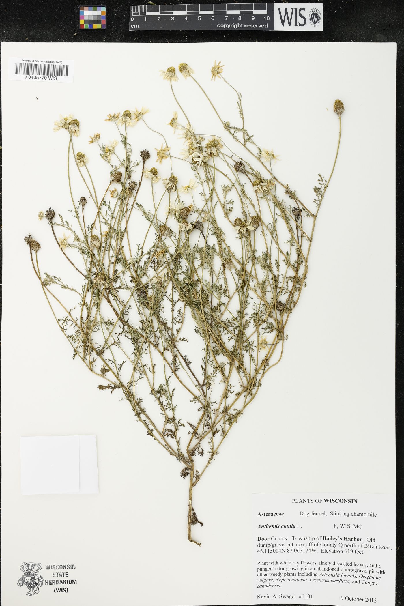 Anthemis cotula image