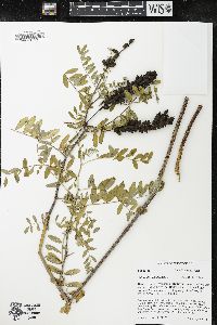 Astragalus canadensis image