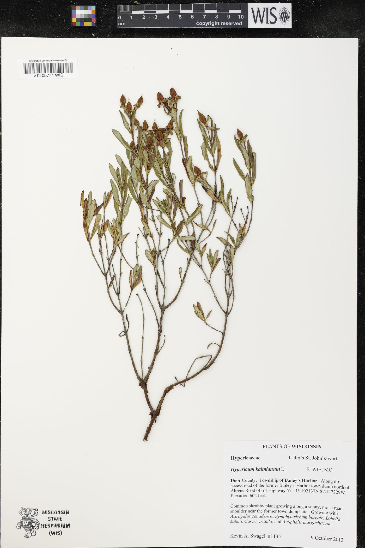 Hypericum kalmianum image