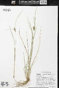 Carex viridula image
