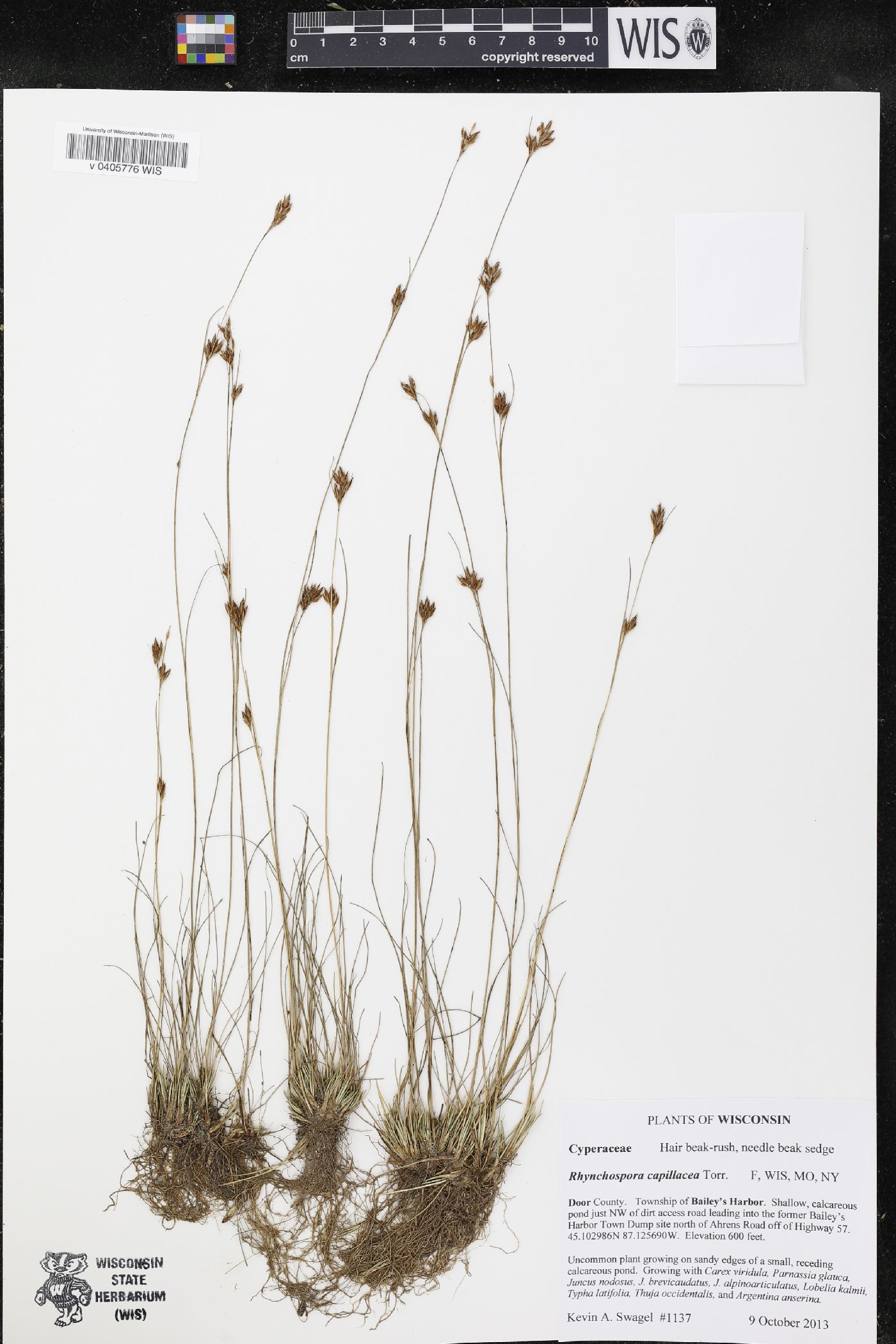 Rhynchospora capillacea image