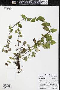 Origanum vulgare image