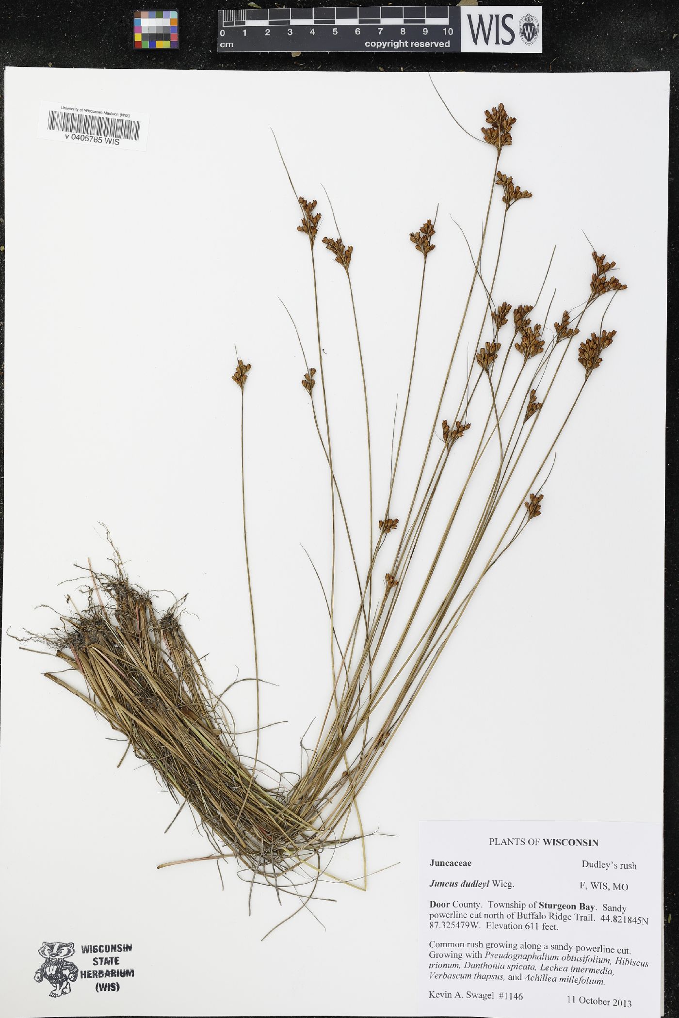 Juncus dudleyi image