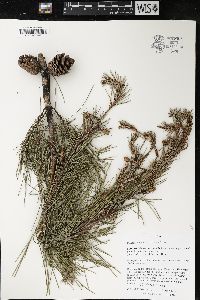 Pinus clausa image