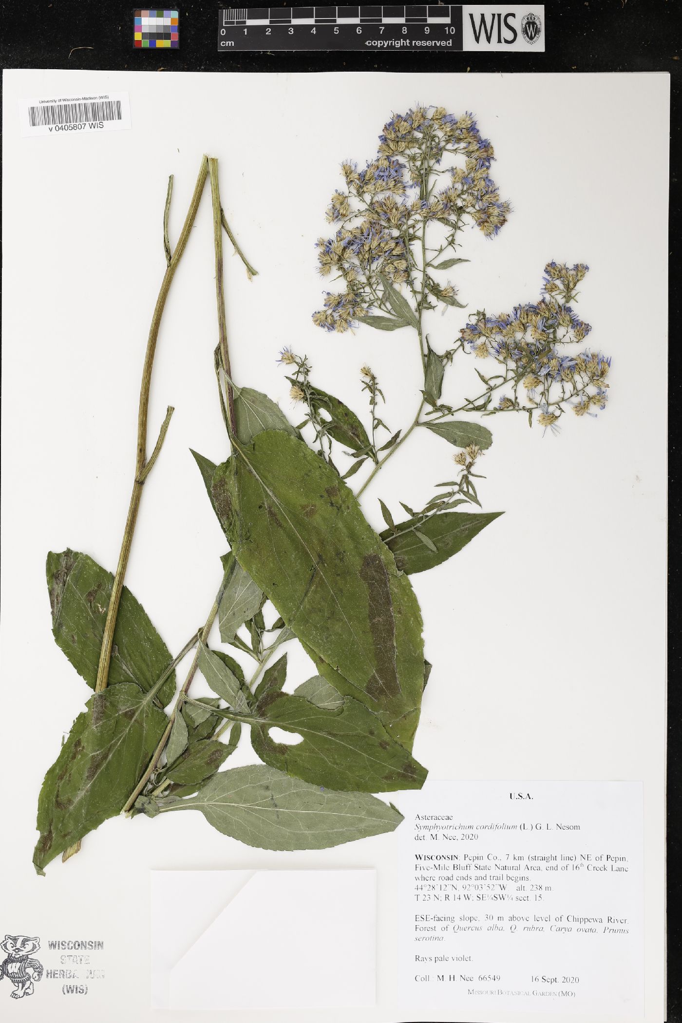 Symphyotrichum cordifolium image