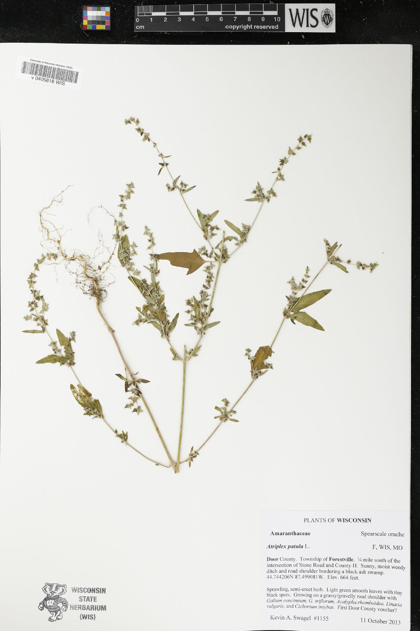 Atriplex patula image