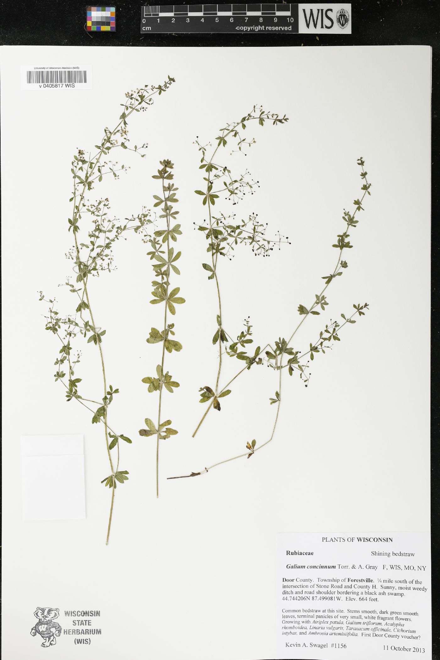 Galium concinnum image