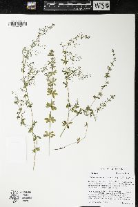 Galium concinnum image