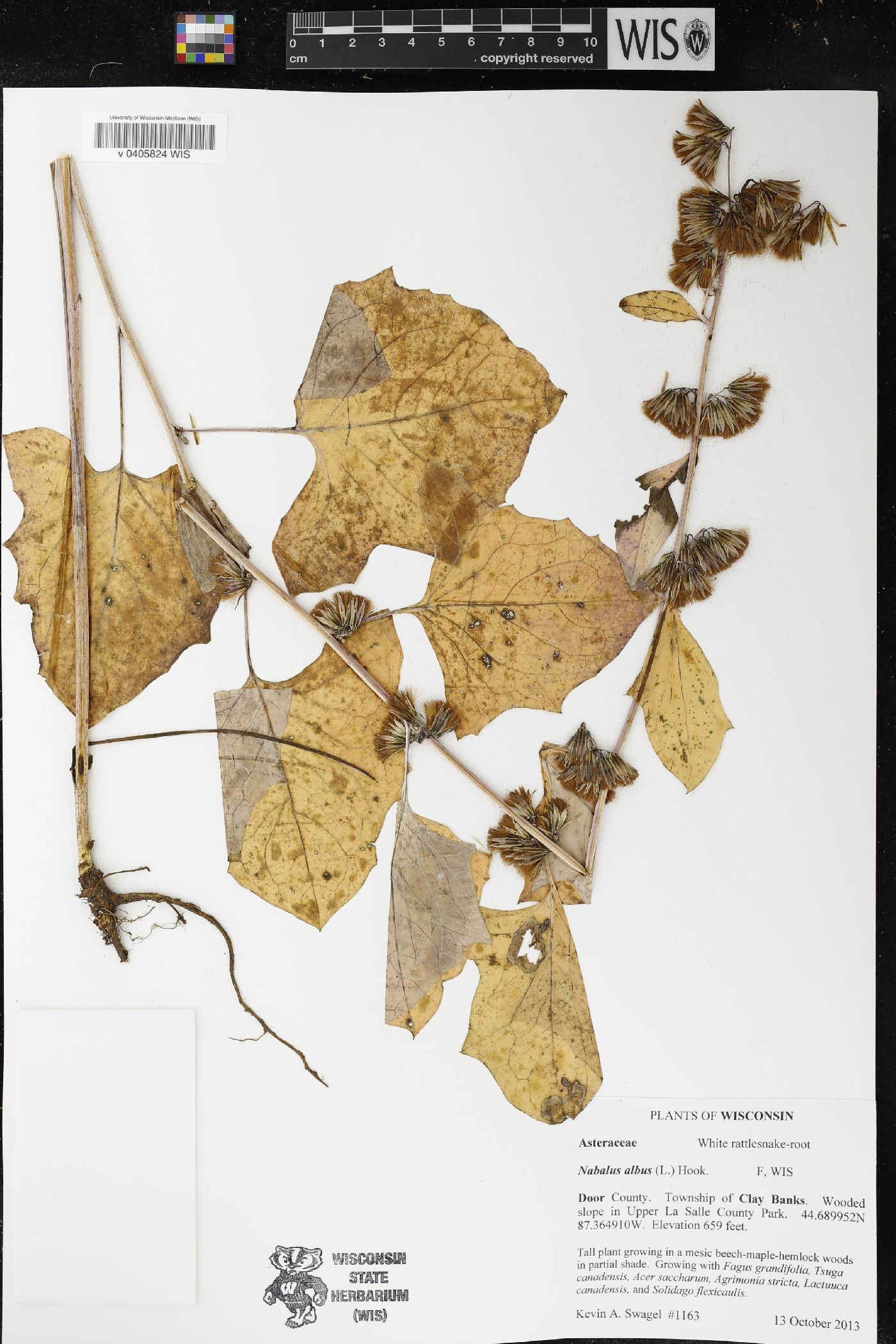 Prenanthes alba image