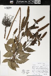 Agastache nepetoides image