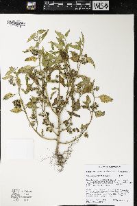 Solanum physalifolium image