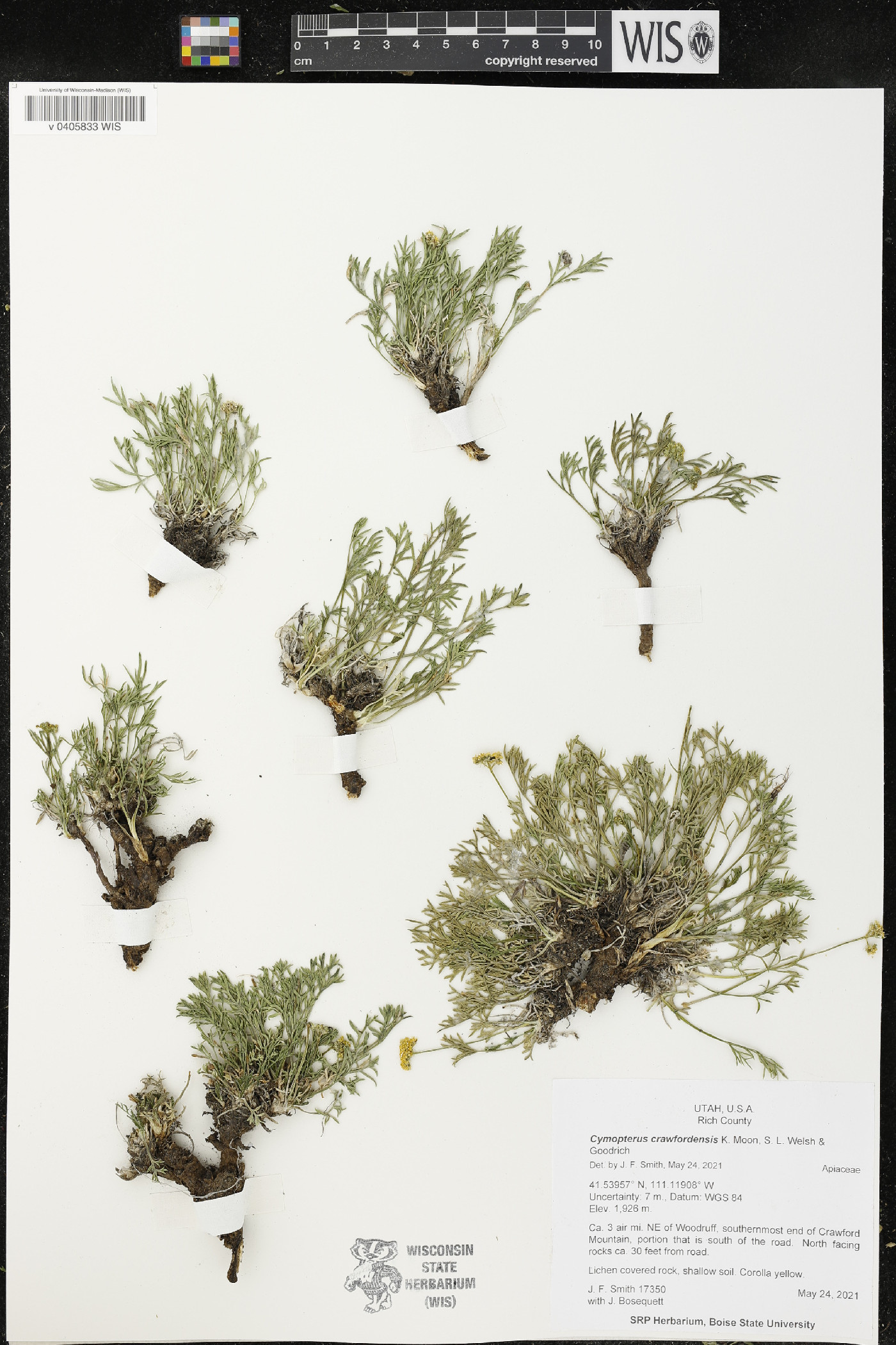 Cymopterus crawfordensis image