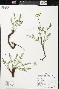 Pteryxia terebinthina image