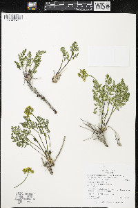 Pteryxia terebinthina var. terebinthina image