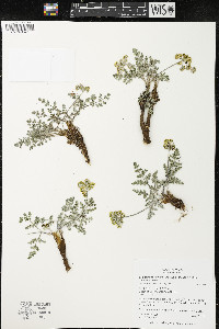 Lomatium foeniculaceum image