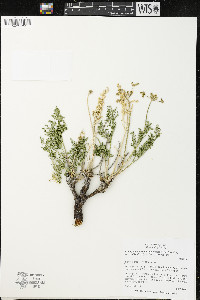 Pteryxia terebinthina var. terebinthina image