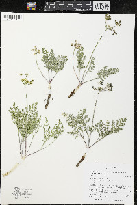 Lomatium foeniculaceum image