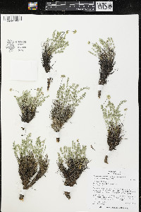 Cymopterus evertii image