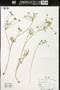 Lomatium ambiguum image