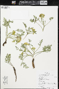 Pseudocymopterus montanus image