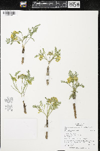 Pseudocymopterus montanus image