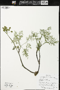 Lomatium multifidum image