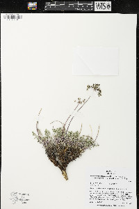 Lomatium foeniculaceum image