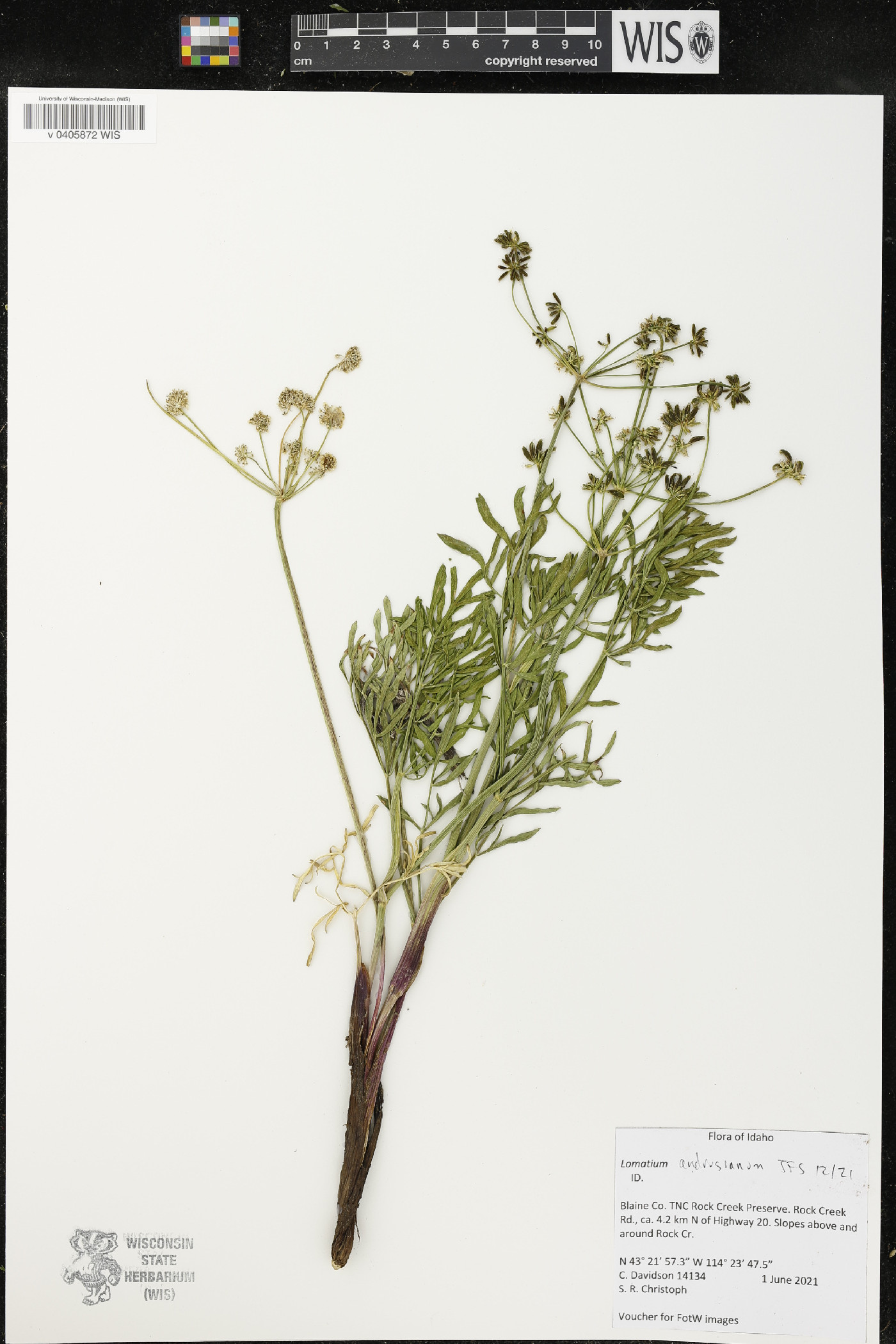 Lomatium andrusianum image