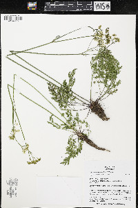 Ligusticum tenuifolium image