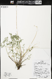 Pteryxia terebinthina var. terebinthina image
