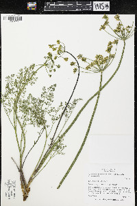 Pteryxia terebinthina var. terebinthina image