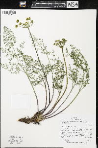 Pteryxia terebinthina var. terebinthina image