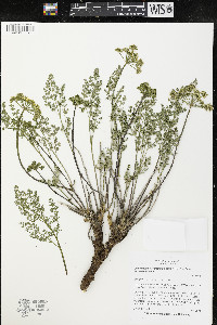 Pteryxia terebinthina var. terebinthina image