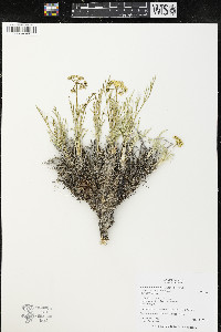 Lomatium nuttallii image