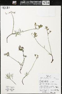 Lomatium cusickii image