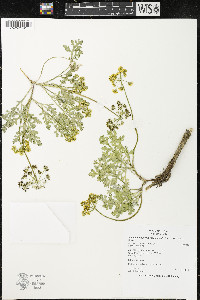 Pseudocymopterus montanus image