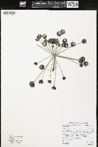 Lomatium dissectum image