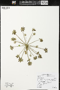 Lomatium dissectum image