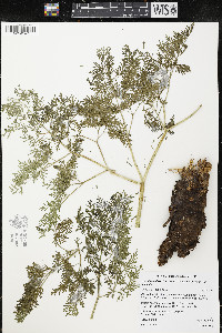 Lomatium dissectum image