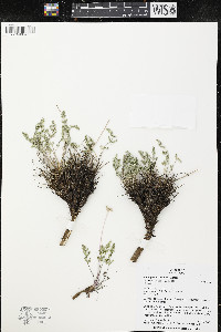 Cymopterus nivalis image
