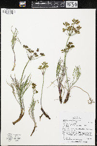 Lomatium simplex image