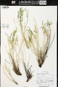 Pteryxia terebinthina var. terebinthina image