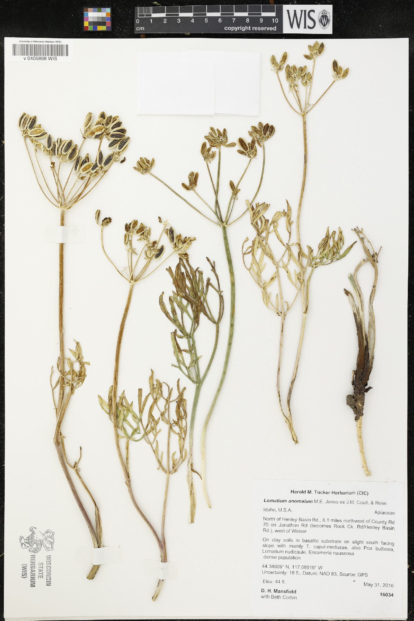 Lomatium anomalum image
