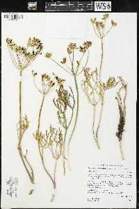 Lomatium anomalum image