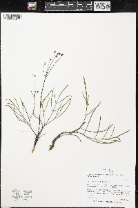 Lomatium marginatum image