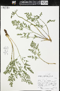 Pteryxia terebinthina image