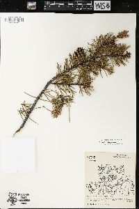 Pinus banksiana image